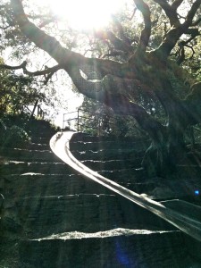 Codornices-Slide-After-Rain